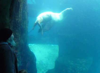 Steller sea lion, click the link! https://www.youtube.com/watch?v=xMiRbmIa0B8