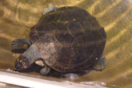 Arrau turtle
